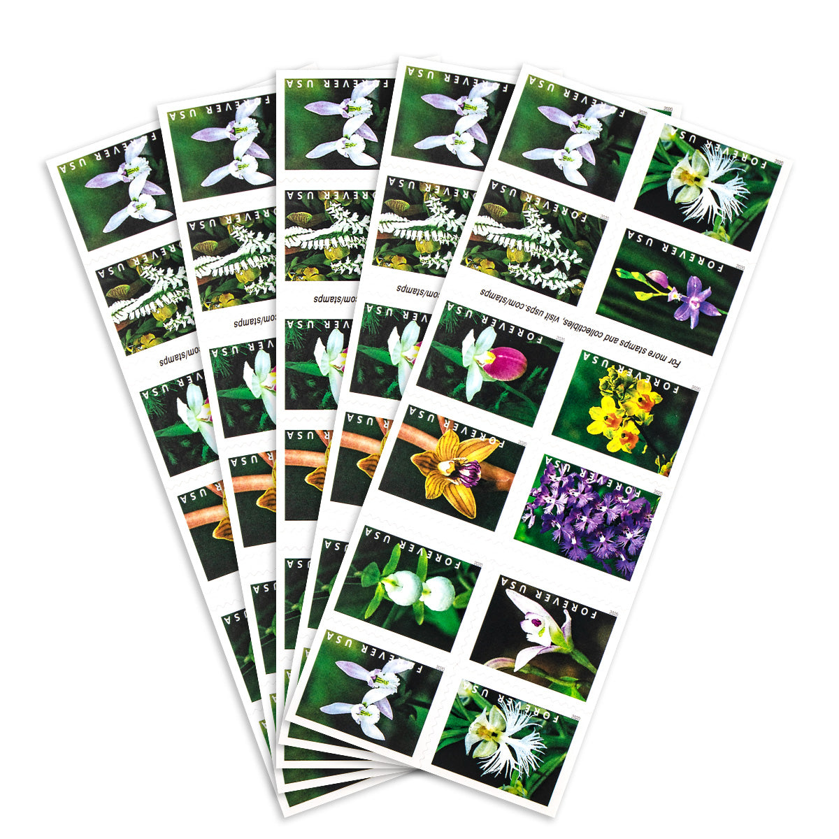 2020 Wild Orchids Forever First Class Postage Stamps